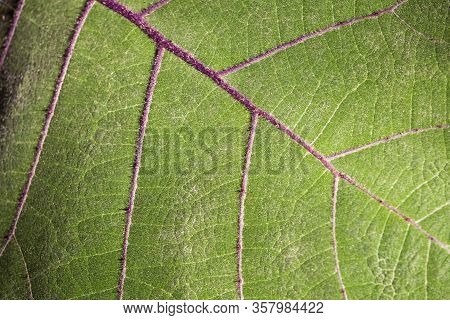 Solanum Quitoense - Leaf Of The Lulo Fruit Plant