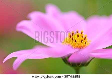 flores do cosmos