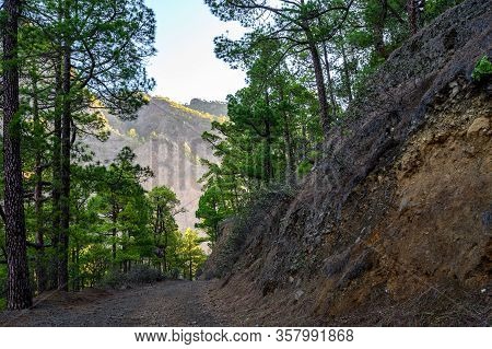 Scenic View On Caldera De Taburiente With Green Pine Forest, Ravines And Rocky Mountains Near Viewpo