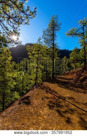 Scenic View On Caldera De Taburiente With Green Pine Forest, Ravines And Rocky Mountains Near Viewpo