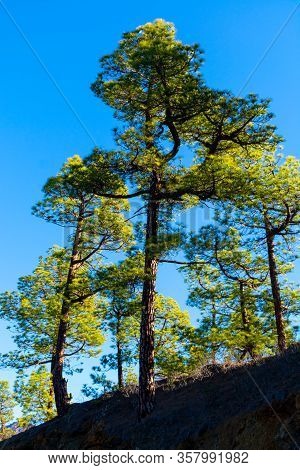 Scenic View On Caldera De Taburiente With Green Pine Forest, Ravines And Rocky Mountains Near Viewpo