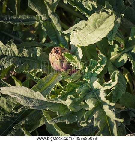 Artichokes Growing In A Garden. Fresh Vegetables For Healthy Life And Diet. Plant Of Artichoke. Clos
