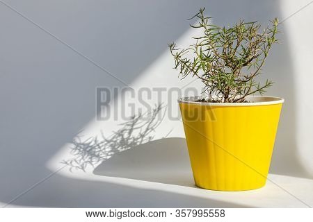 Urban Jungle Gardening Concept. Houseplant Rosemary Ina Bright Yellow Pot.healthy Plant On Windowsil