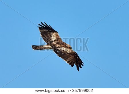The Booted Eagle in flight (Aquila pennata)