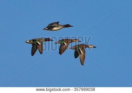 wild ducks flying against blue sky (anas crecca)