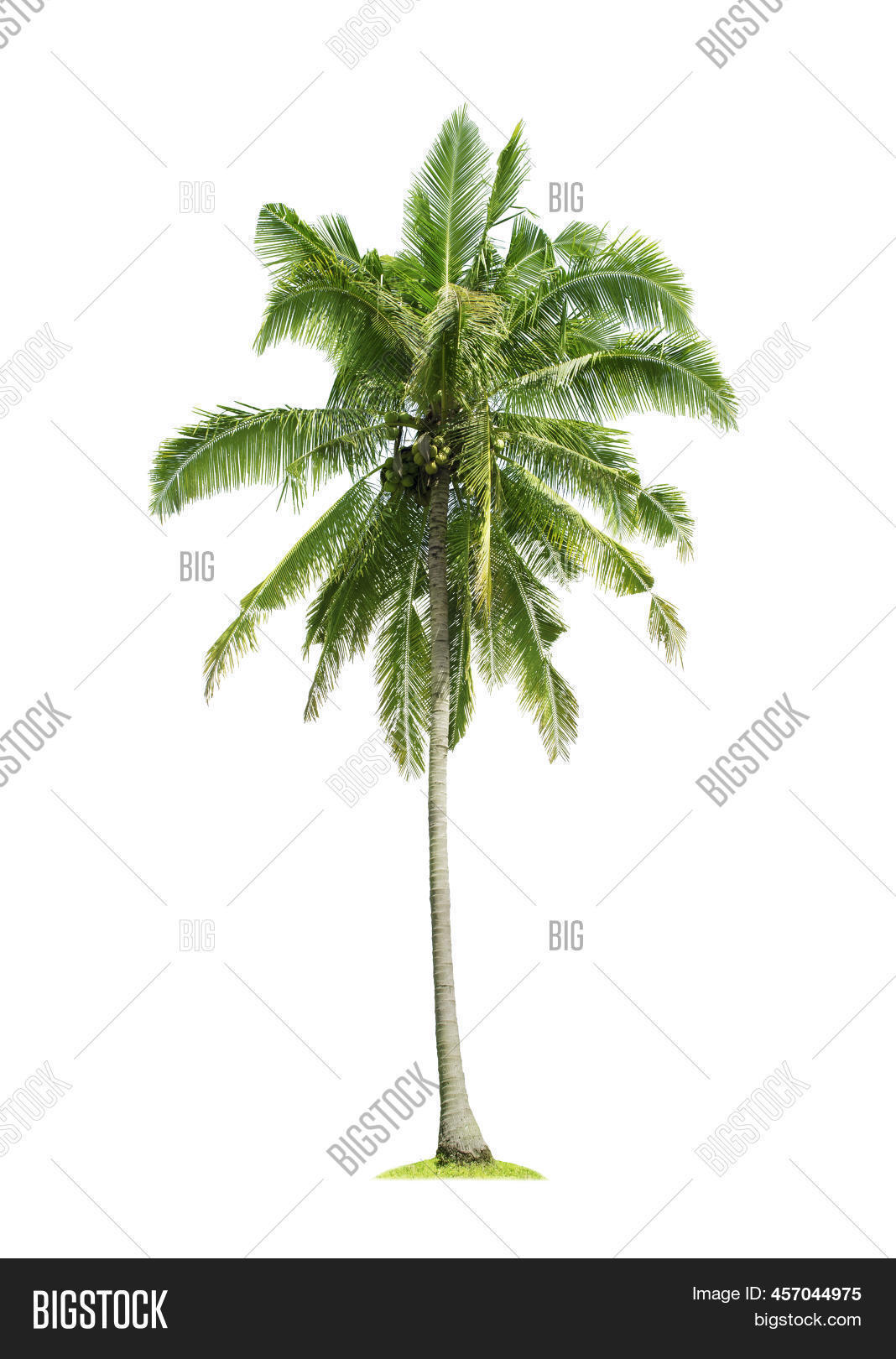 Coconut Palm Tree Image & Photo (Free Trial) Bigstock