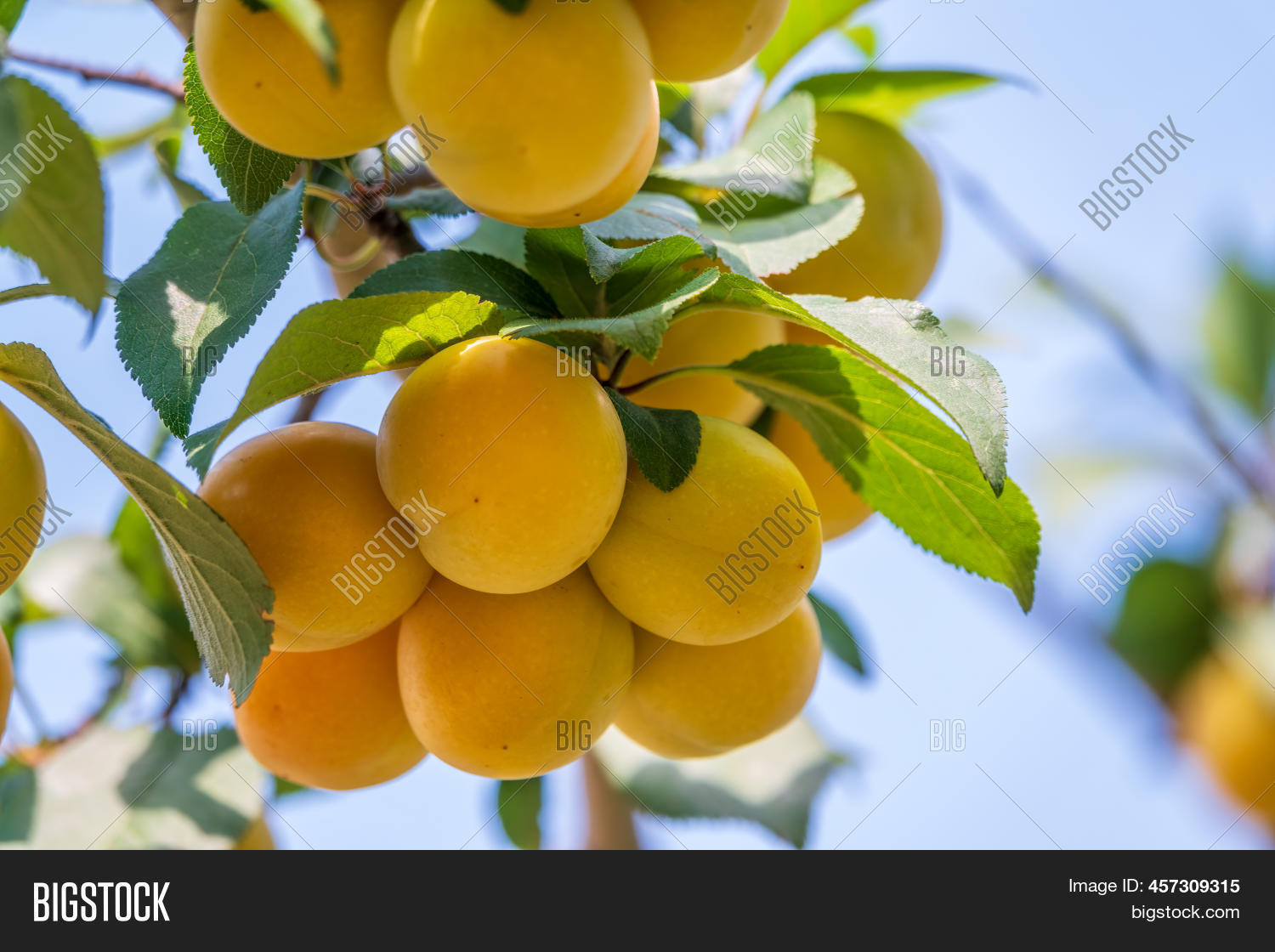 Many Apricot Fruits On Image & Photo (Free Trial) Bigstock