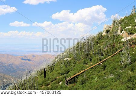 Remnants Of Burnt Pine Trees Caused From A Past Wildfire During A Prolonged Drought Replaced By Chap