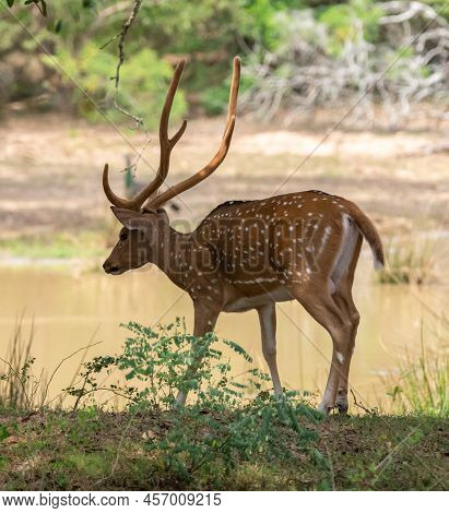 Alpha Male With Huge Antlers, Sri Lankan Axis Deer Walking Towards The Waterhole For A Quick Drink.
