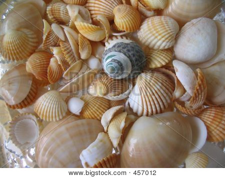 Shells