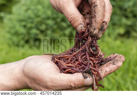 Breeding Red Worms Dendrobena. Fertile Soil. Natural Soil Improvement. Fishing Worms. Worms In The H