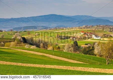 Spring Rural Landscape With Flowering Fruit Trees On A Sunny Day. The Hrinova Village In Slovakia, E
