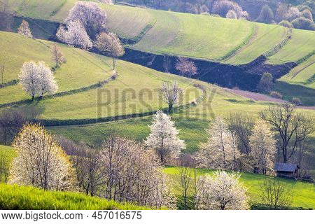 Spring Rural Landscape Motif. Flowering Fruit Trees, Fields And Grassy Meadows In The Hilly Countrys