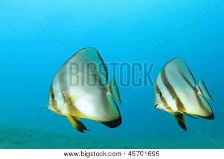 Par af Spadefish