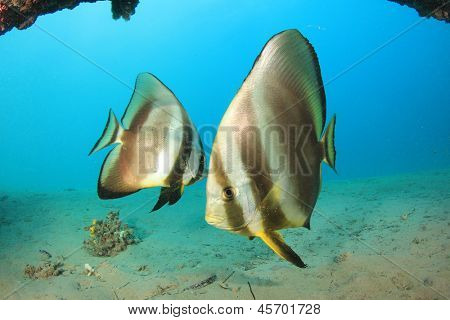 Par af Spadefish