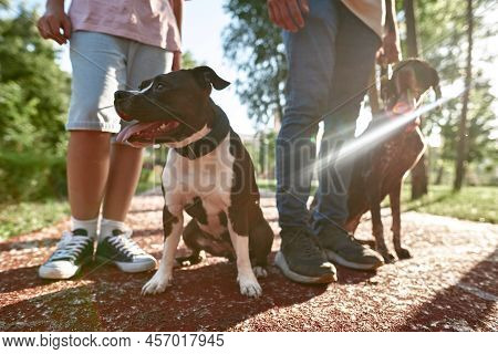 Cropped View Of Dad With Kurzhaar And Son With Staffordshire Bull Terrier Dog Walking On Running Tra