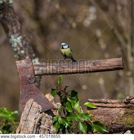 Beautiful Spring Image Of Blue Tit Cyanistes Caerulueus Bird On Old Rustic Hatchet Axe In Woodland L