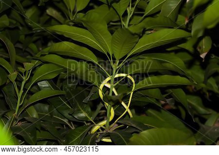 Oriental Whipsnake On The Tree At Night And Blur
