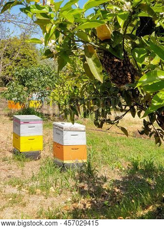 A Swarm Of Bees On The Branches Of A Tree And Bee Hives In The Backgorund In An Orchard In Akamas Pe