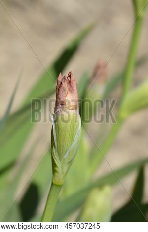 Intermediate Bearded Iris Lingering Flower Bud In The Garden
