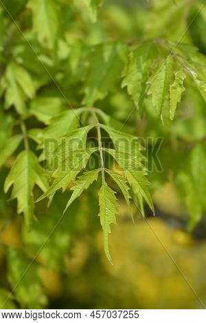 Trumpet Creeper Madame Galen Leaves In The Spring