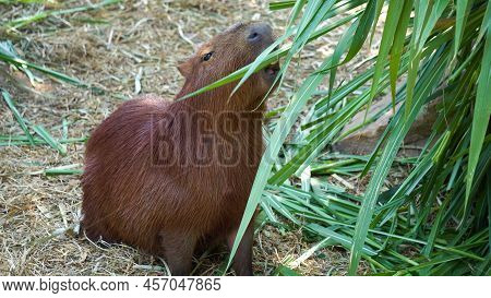 Capybara (hydrochoerus Hydrochaeris) Is Large Rodent Of Genus Capybara Is Largest Rodent In World.