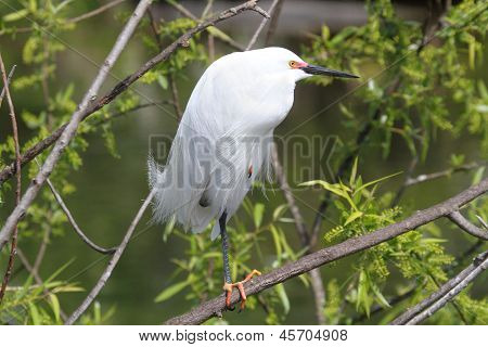 Garça-branca (egretta Thula)