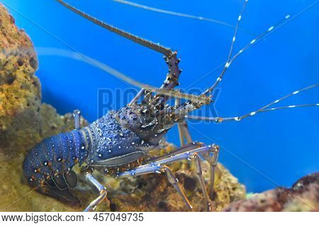 Spiny Lobsters Also Known As Langustas In Aquarium