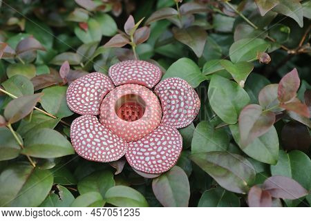The Scale Of Full-bloomed Rafflesia Arnoldii Flower In Bengkulu Forest