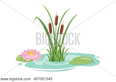 Pond With High Reeds And Lotus. Vector Illustration Of Lake Vegetation Isolated On White.