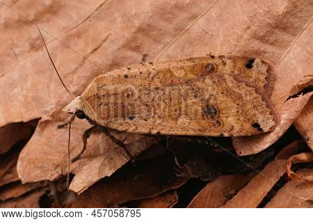 Closeup On A Large Yellow Underwing Moth, Noctua Pronuba