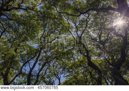 View Of Lush Forest Of Tipuana Tipu Tree Seen From Below