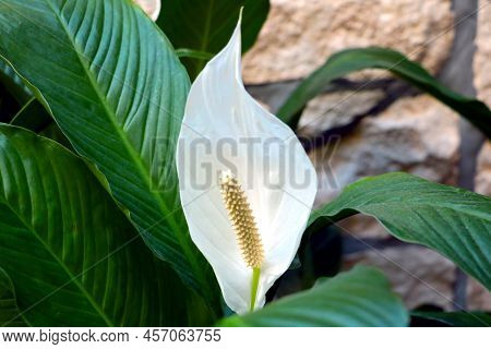 White Blooming Houseplant Flower. Anthurium Is A Genus Of Evergreen Plants In The Aroid Family.