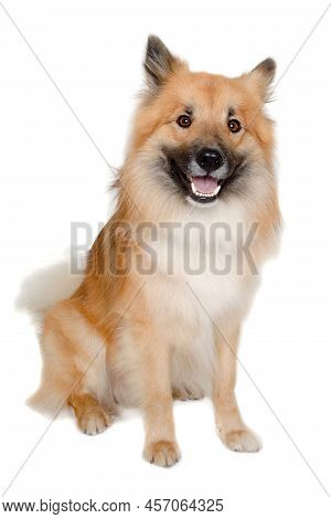 Happy Eurasier Dog Isolated On A White Background
