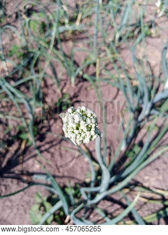 Young Onions Grow In The Garden, Preparations For The Winter

Onion, Onion, Bulb, Harvest, Village, 