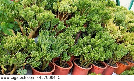 Beautiful Exotic Rare Crassula Ovata Gollum Finger Jade Plant From A Nursery Garden.