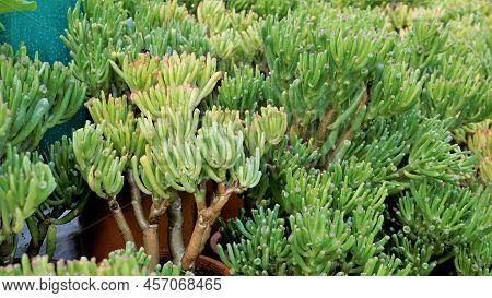 Beautiful Exotic Rare Crassula Ovata Gollum Finger Jade Plant From A Nursery Garden.