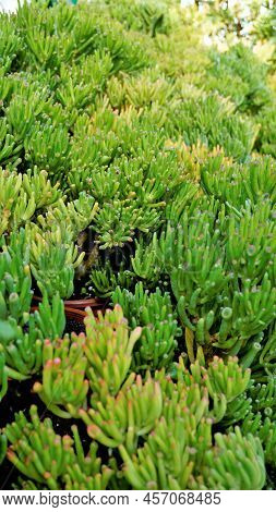 Beautiful Exotic Rare Crassula Ovata Gollum Finger Jade Plant From A Nursery Garden.
