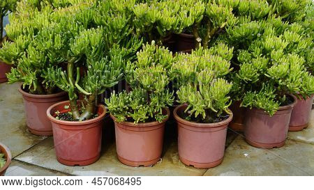 Beautiful Exotic Rare Crassula Ovata Gollum Finger Jade Plant From A Nursery Garden.