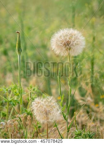 Selective Focus Of Dandelion Or Common Dandelion Flower (taraxacum Officinale) In Springtime With Bl