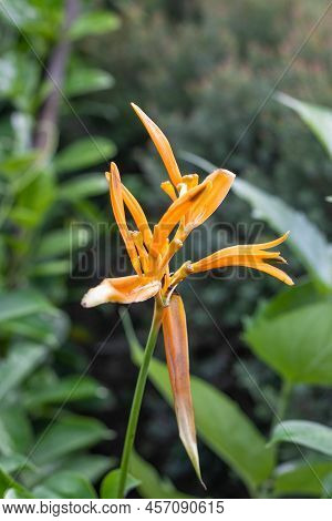 Selective Focused Yellow Heliconia Psittacorum Flower Close Up In The Garden