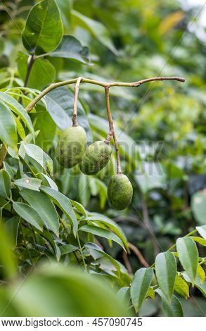 Young Spondias Mombin Or Hog Plum Fruit Growing On The Tree Close Up