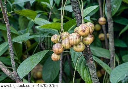 Baccaurea Motleyana Or Lotkon Or Burmese Grape Fruit Hanging On A Small Branch Inside Of The Garden