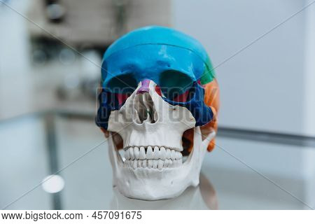A Human Skull Mannequin Stands On A Table.the Model Of The Skull For Maxillofacial Surgery And Denti