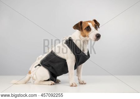 Jack Russell Terrier In Post-op Blanket After Female Sterilization. Dog Hysterectomy.