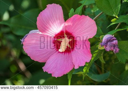 Pink Flowers Of Hibiscus Moscheutos Plant Close-up. Hibiscus Moscheutos, Swamp Hibiscus,