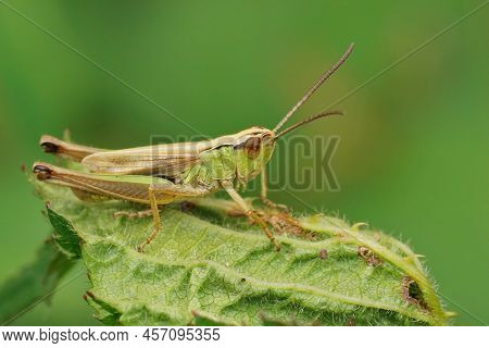 Closeup On A Common Meadow Grasshopper, Pseudochorthippus Parallelus Sitting On Top Of A Leaf In The