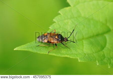 Selective Focus Closeup On A Red Spotted Mirid Plant Bug, Deraeocoris Ruber, Sitting On A Leaf In Th