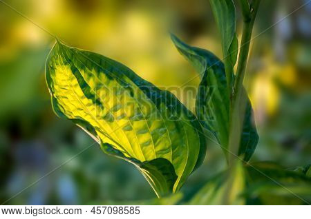 Funkia, Hosta Tratt, Leaves, Golden Hour
