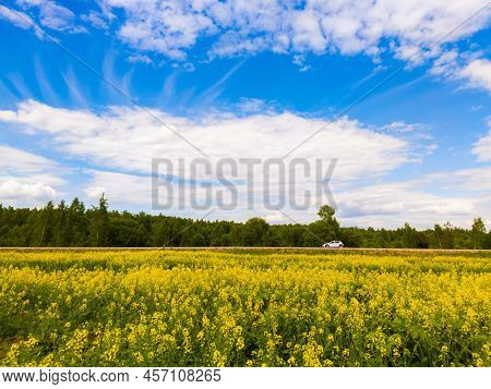Blooming Yellow Rapseed Canola Field And Blu Sky With White Clouds